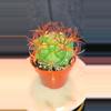 plant/Denmoza Rhodacantha Cactus 🌵-0-thumbnail