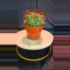 plant/Denmoza Rhodacantha Cactus 🌵-2-thumbnail