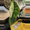 plant/Variegated Dragon Scale CORM-5-thumbnail