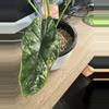 plant/Variegated Dragon Scale CORM-3-thumbnail