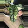 plant/Variegated Dragon Scale CORM-1-thumbnail