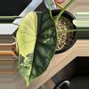 plant/Variegated Dragon Scale CORM-4-thumbnail