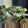 plant/Variegated Dragon Scale CORM-2-thumbnail