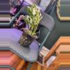 plant/Albo Adansonii Monstera-2-thumbnail