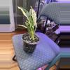 plant/Albo Adansonii Monstera-1-thumbnail