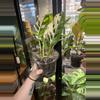 plant/Albo Adansonii Monstera-3-thumbnail