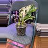 plant/Albo Adansonii Monstera-0-thumbnail