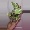 plant/Pothos N' Joy-2-thumbnail