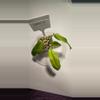 plant/Anthurium Ceroni-0-thumbnail