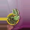 plant/Pothos N' Joy-1-thumbnail
