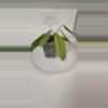 plant/Anthurium Ceroni-1-thumbnail