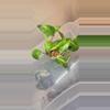 plant/Philodendron Marble Queen-0-thumbnail
