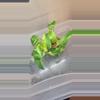 plant/Philodendron Marble Queen-1-thumbnail