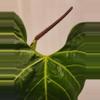 plant/Anthurium Clarinervium Sport NOID wavy leaves in pon-2-thumbnail