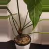 plant/Anthurium Clarinervium Sport NOID wavy leaves in pon-4-thumbnail