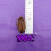 plant/100ct 1" dubia roaches-0-thumbnail