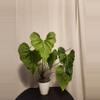 plant/Anthurium Clarinervium Sport NOID wavy leaves in pon-0-thumbnail