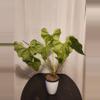 plant/Anthurium Clarinervium Sport NOID wavy leaves in pon-3-thumbnail