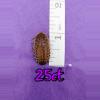 plant/25ct 1" dubia roaches-0-thumbnail