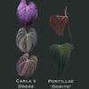 plant/Carla/Dress X Dorito Port Seedlings (Growers Choice)-2-thumbnail