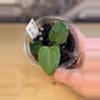 plant/Carla/Dress X Dorito Port Seedlings (Growers Choice)-1-thumbnail