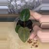 plant/Carla/Dress X Dorito Port Seedlings (Growers Choice)-0-thumbnail