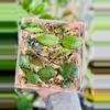 plant/Hoya Mystery Bundle of 10 Cuttings-usually fits in 2 of these pink boxes🖤-0-thumbnail