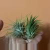 plant/2 Tillandsia Ionantha Guatemala air plants-0-thumbnail