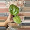 plant/Hoya Sarawak-0-thumbnail