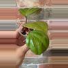plant/Hoya Sarawak-1-thumbnail