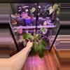 plant/Squamiferium Philodendron-0-thumbnail
