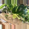 plant/Monstera Aurea B. MID CUT - long aerial root-1-thumbnail