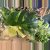 plant/Monstera Aurea B. MID CUT - long aerial root-0-thumbnail