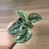 plant/Scindapsus Silver Lady-0-thumbnail