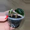 plant/Alocasia Pink Dragon-1-thumbnail