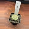 plant/Pseudolithos migiurtinus-0-thumbnail