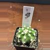 plant/Easter lily cactus-0-thumbnail