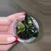 plant/Alocasia Pink Dragon-0-thumbnail