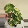 plant/Scindapsus Jade satin variegated plant Growers choice-4-thumbnail