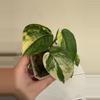 plant/Scindapsus Jade satin variegated plant Growers choice-3-thumbnail