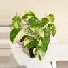 plant/Scindapsus Jade satin variegated plant Growers choice-0-thumbnail