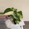 plant/Scindapsus Jade satin variegated plant Growers choice-6-thumbnail