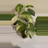 plant/Scindapsus Jade satin variegated plant Growers choice-7-thumbnail