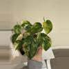plant/Scindapsus Jade satin variegated plant Growers choice-5-thumbnail