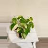 plant/Scindapsus Jade satin variegated plant Growers choice-2-thumbnail