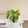 plant/Scindapsus Jade satin variegated plant Growers choice-1-thumbnail
