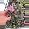 plant/Pink variegated wranglers Dixie celebration starter plant growers choice-3-thumbnail