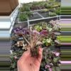 plant/Pink variegated wranglers Dixie celebration starter plant growers choice-4-thumbnail