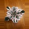 plant/Pink variegated wranglers Dixie celebration starter plant growers choice-0-thumbnail
