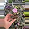 plant/Pink variegated wranglers Dixie celebration starter plant growers choice-2-thumbnail